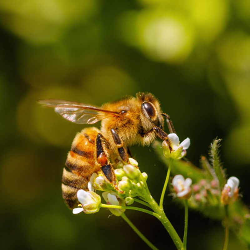 Bee on a Flower