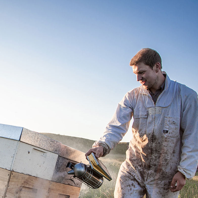Puriti Beekeeper tending to bee hives New Zealand