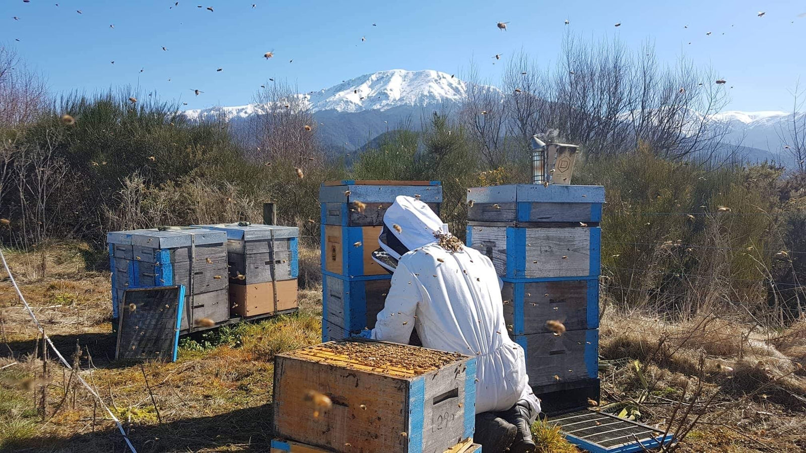 What the Best Mānuka Honey Brands Do Differently