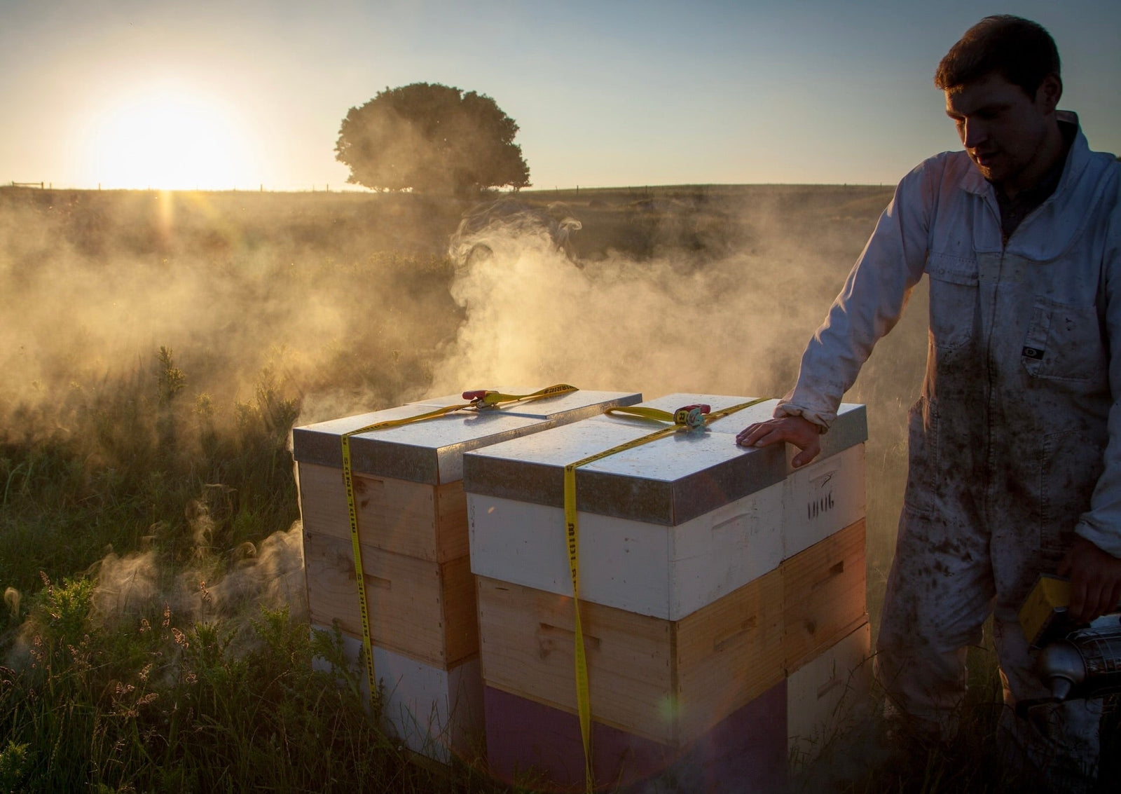 What is Multifloral Mānuka Honey?