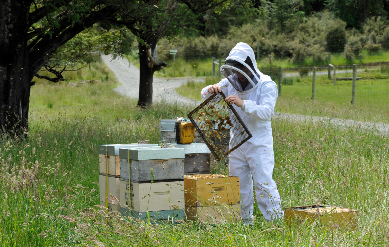 Why Some Years Produce Rarer Mānuka Honey