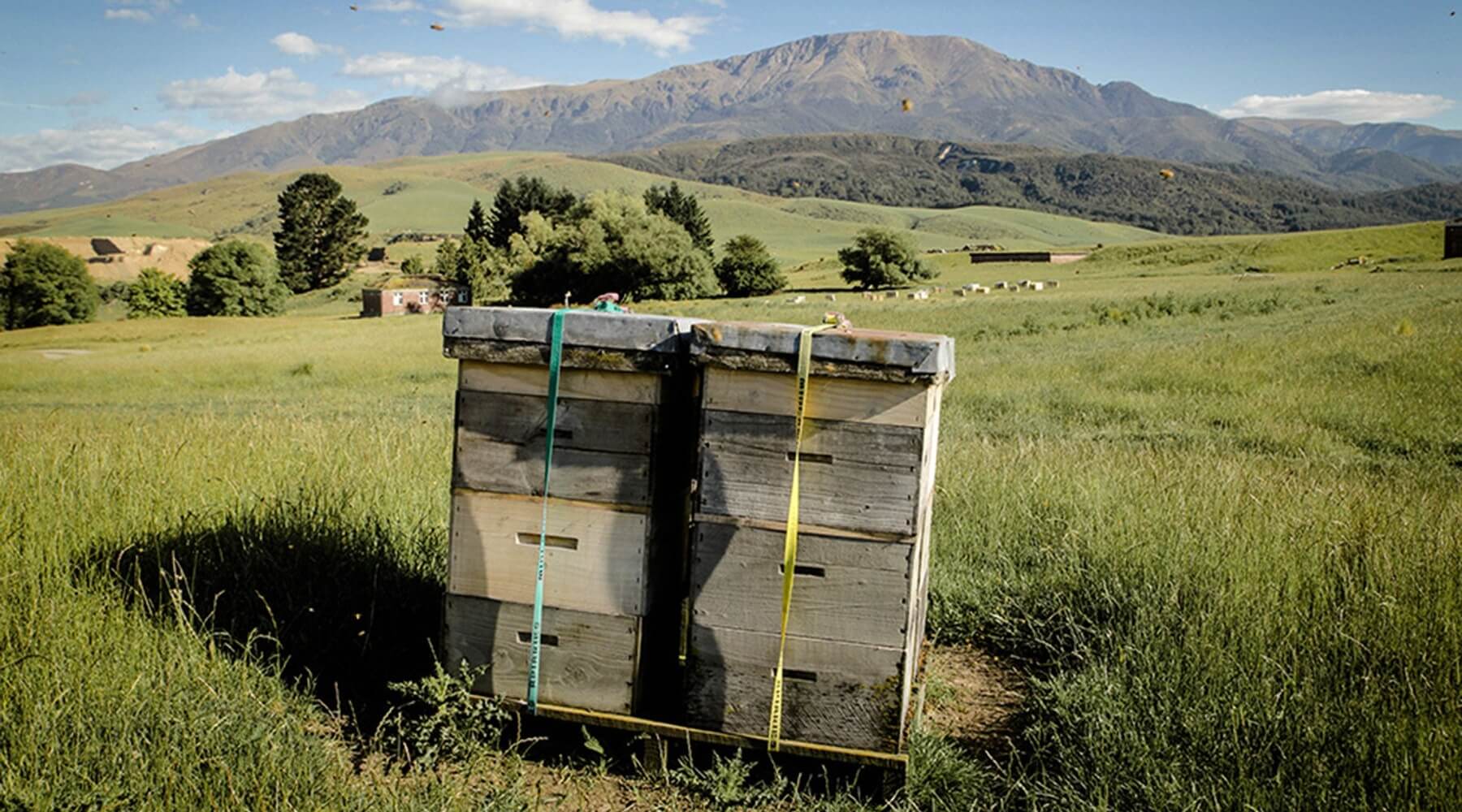 From Hive To Home, The Process Of Making Manuka Honey - PURITI