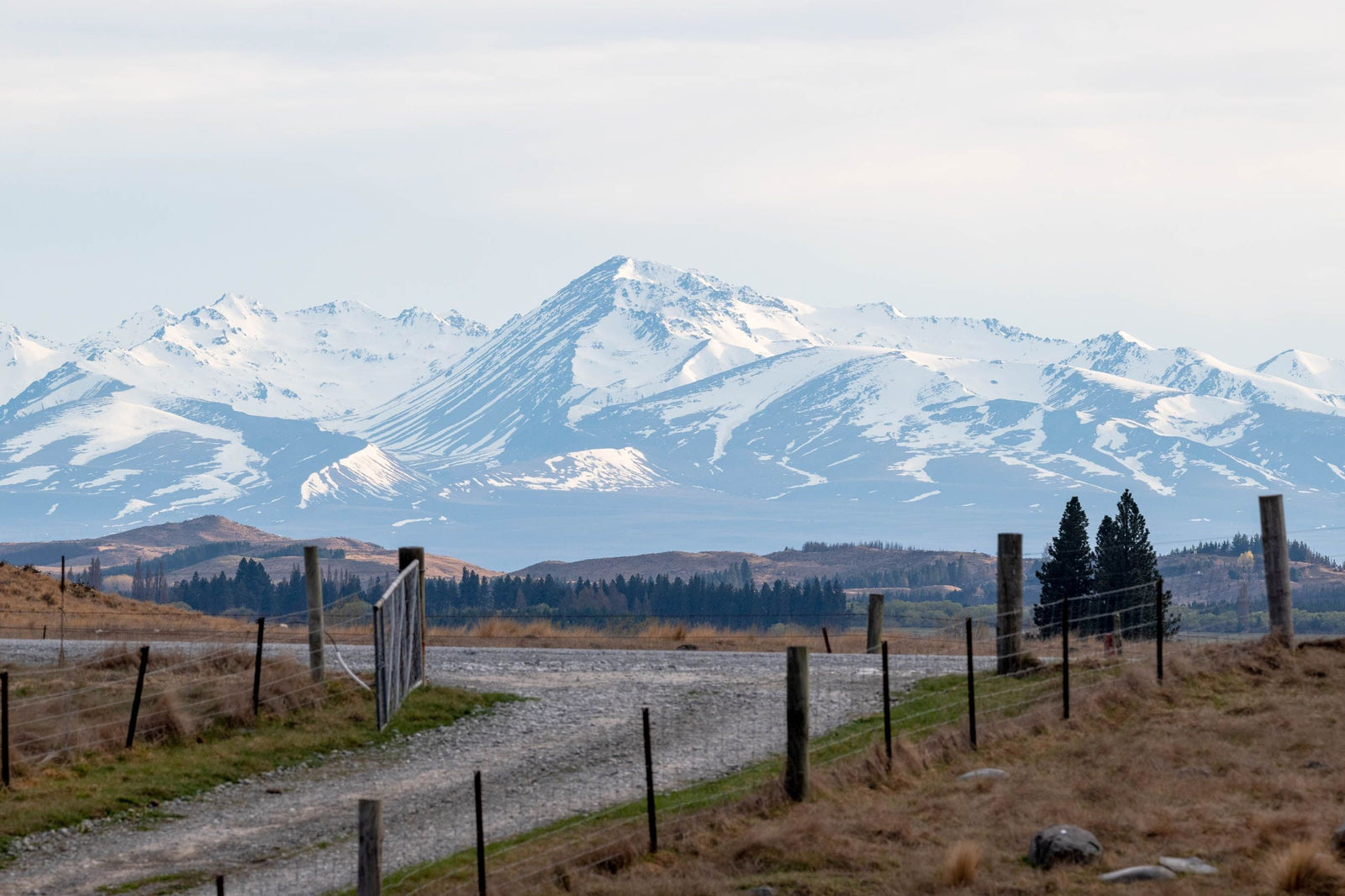 Mānuka Honey: A Welcome Winter Addition