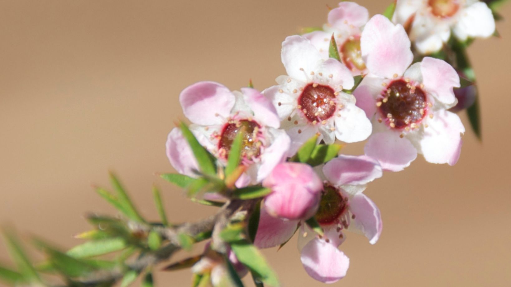 What Are The Origins of Pure Mānuka Honey - PURITI