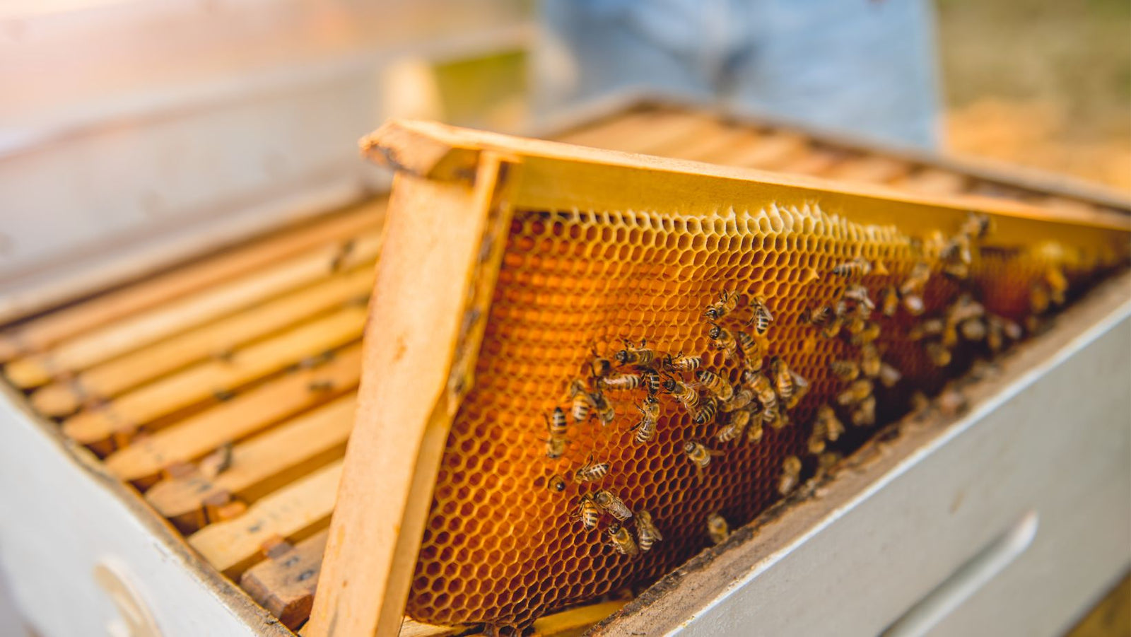 Why Are Bees Necessary To Keep Alive? PURITI