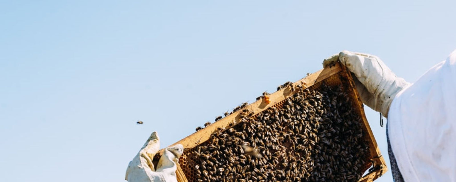 Beekeeper Looking at a Bees