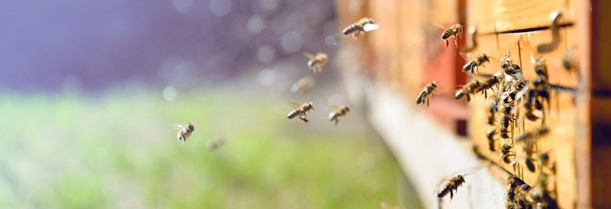 Bees flying to a hive