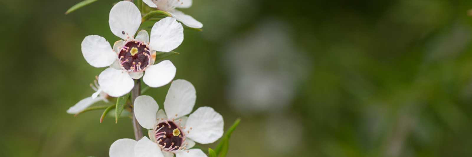 Manuka Honey Flower