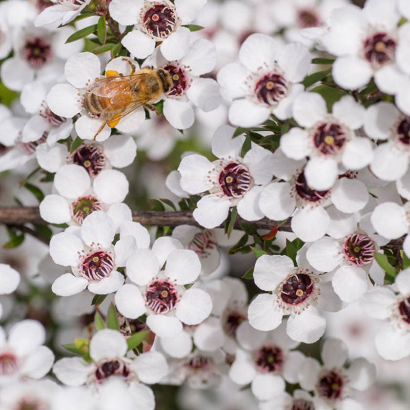 Honey Bee on a Manuka Plant pollinating