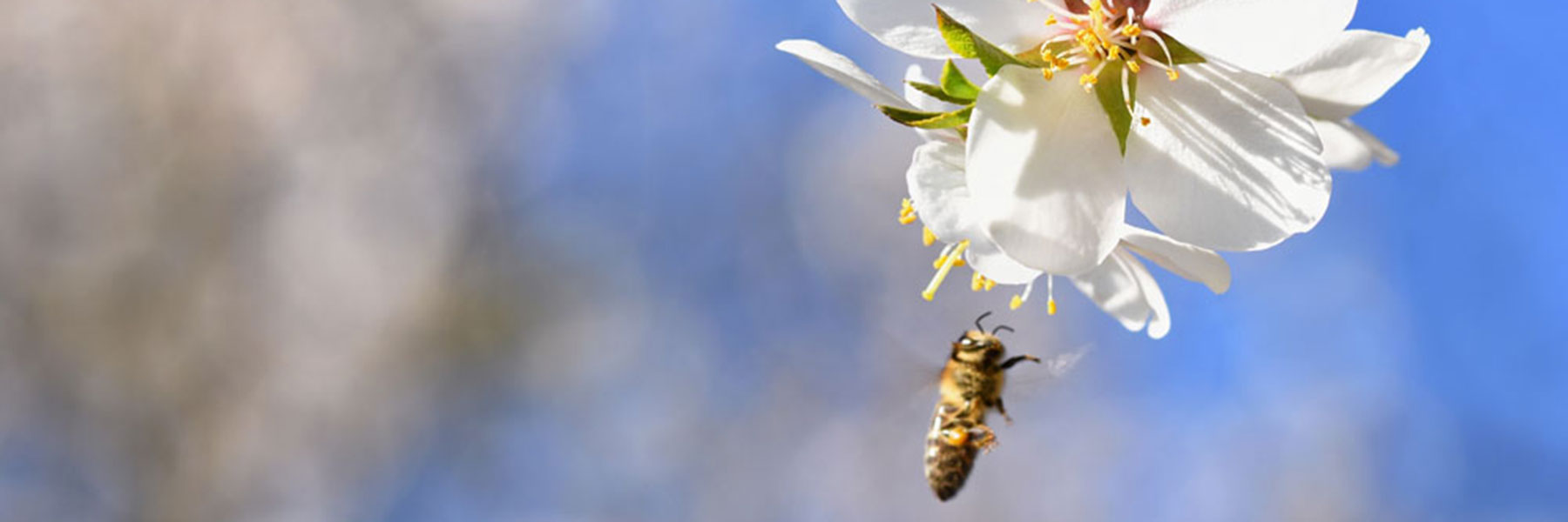 Understanding Manuka Honey Bee on a Manuka Flower