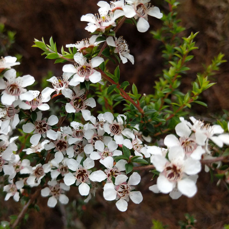 Manuka Honey Planting Program
