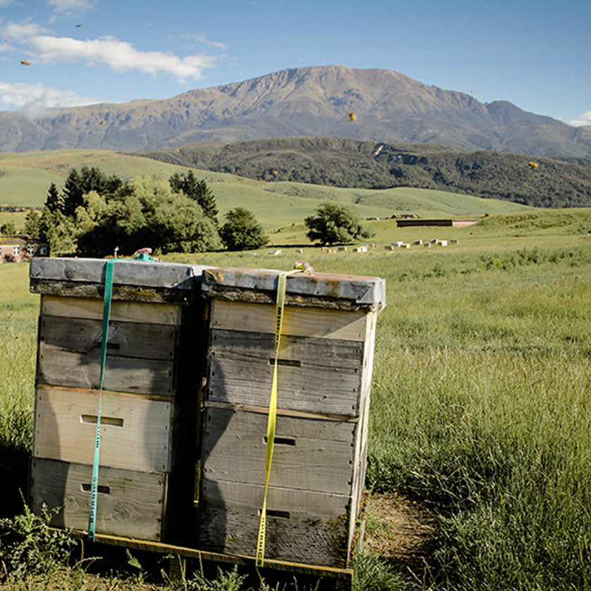 Puriti Hives