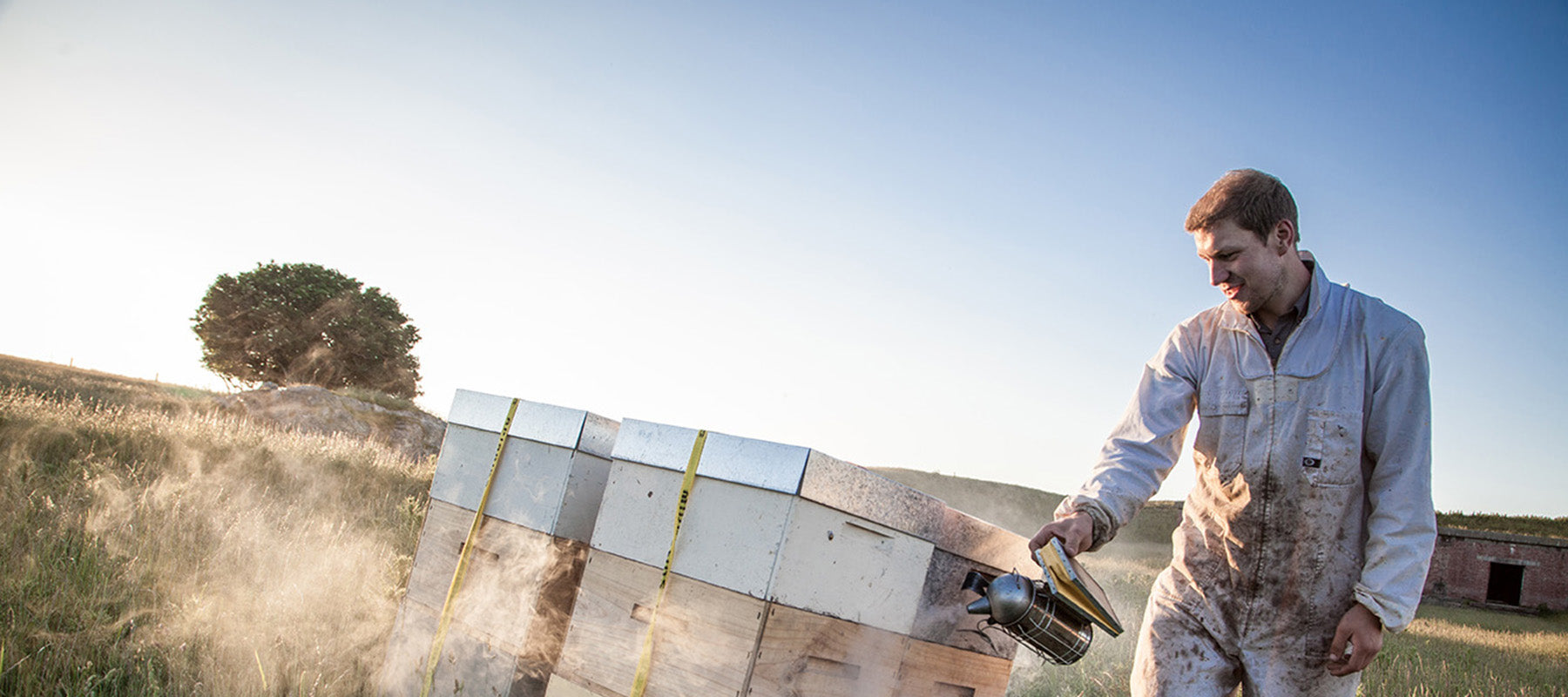 Puriti Beekeeper tending to beehives New Zealand