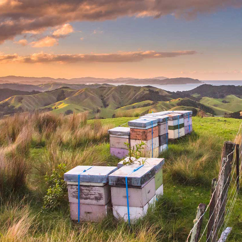 Puriti Philosophy / Bee Hives on a Hill in New Zealand