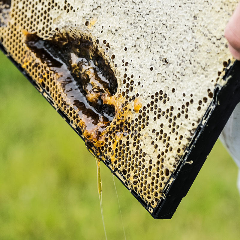 Puriti Production & Sustainabilty / Manuka Honey Comb 