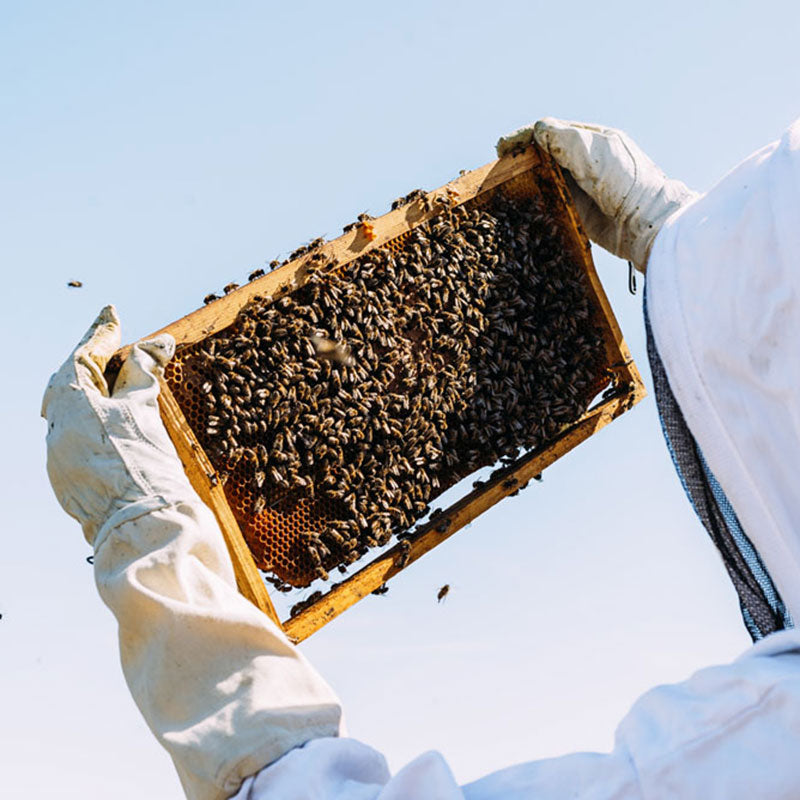 Puriti Beekeepers inspecting a Honey Comb