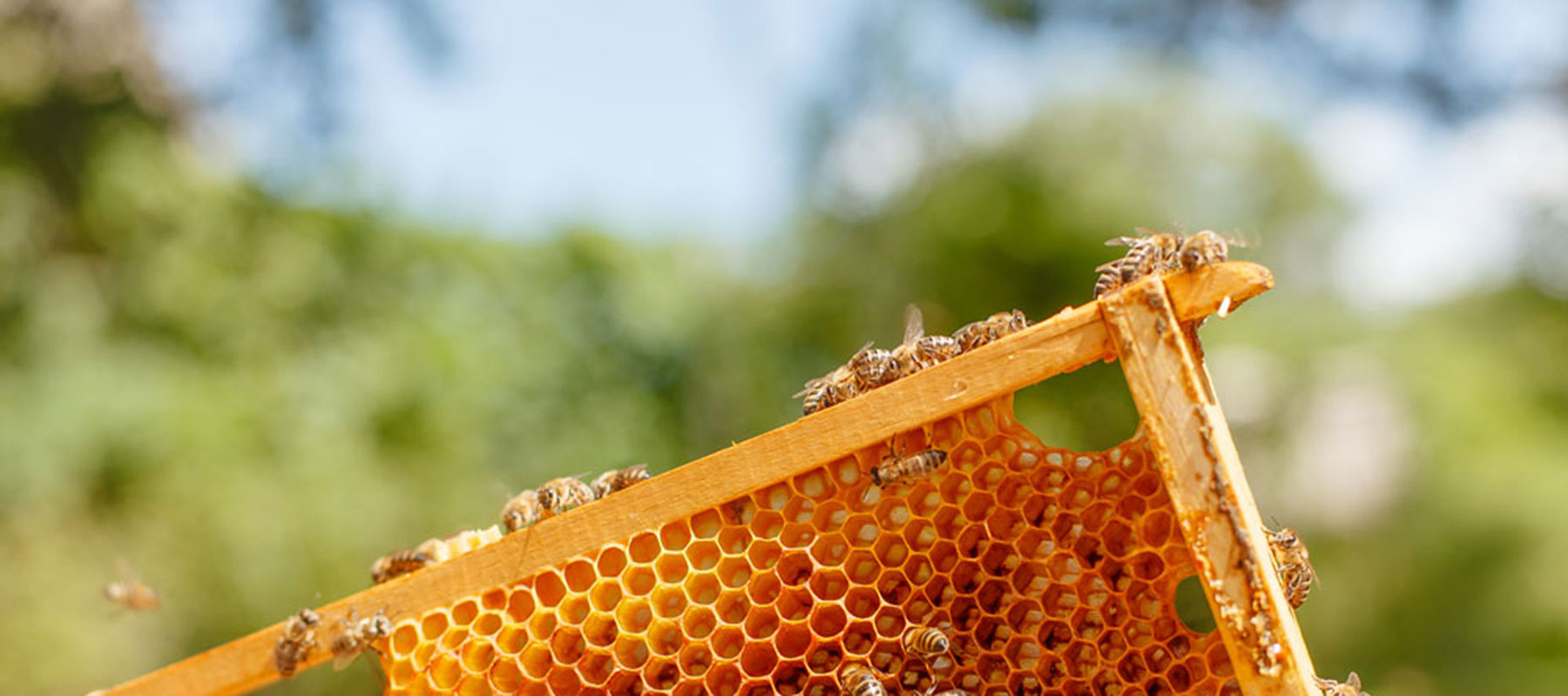 Puriti Manuka Honey Comb with Bees