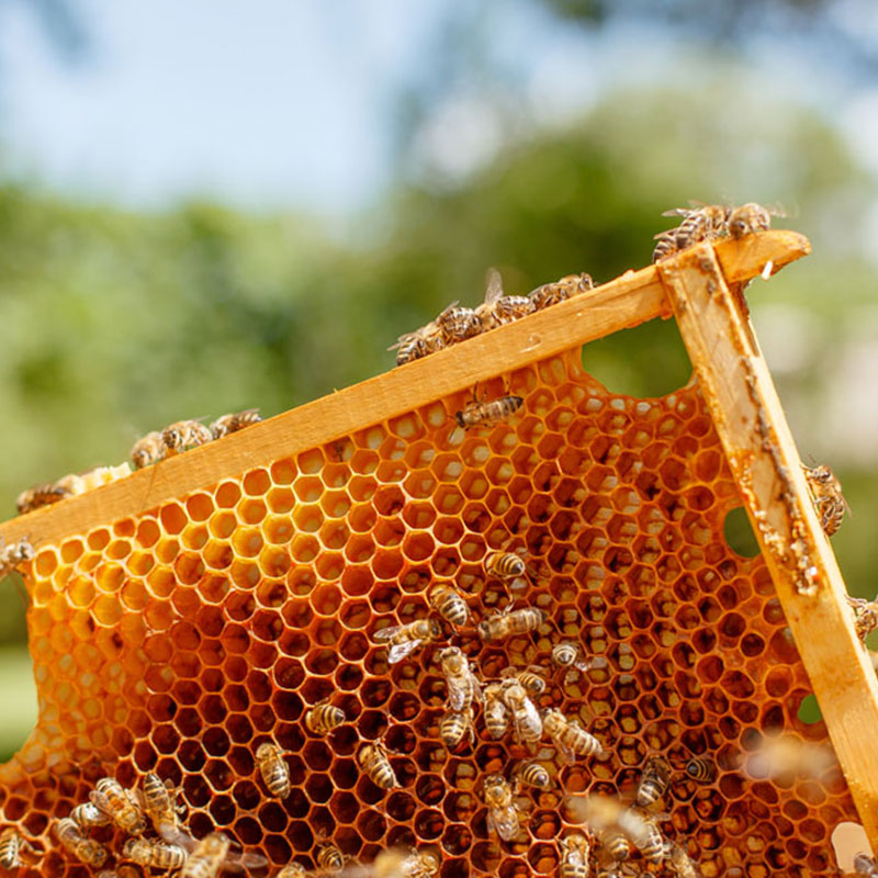 Puriti Scientific Studies / Manuka Honey Bees on a honey comb