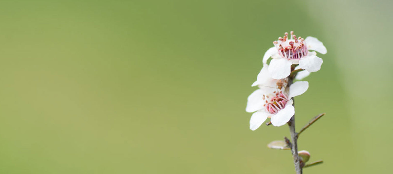 Manuka Flower New Zealand