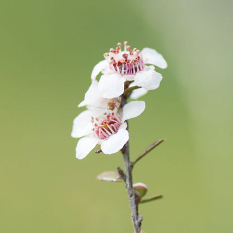 Manuka Flower New Zealand